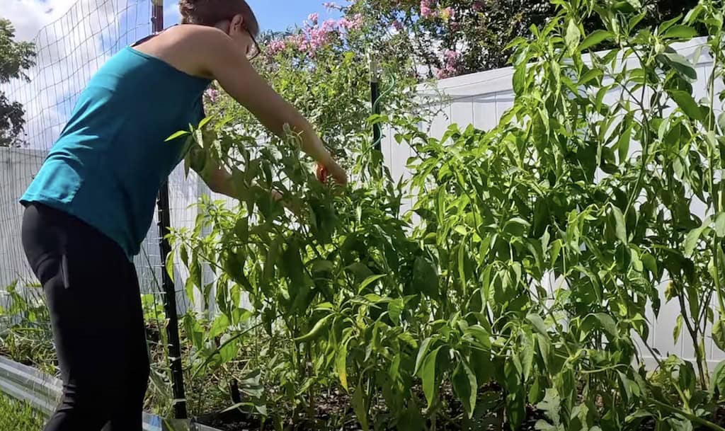 Year Supply of Peppers